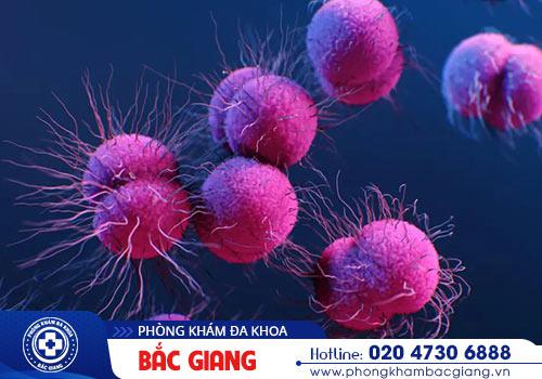 Bệnh lậu làm tăng nguy cơ vô sinh hiếm muộn và sức khỏe tổng quát